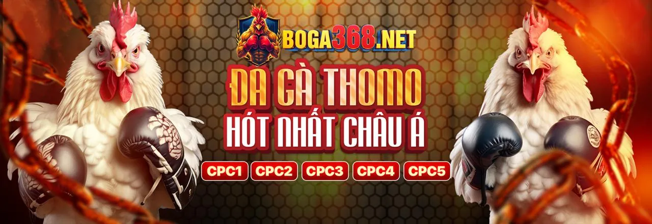 Sân đấu đá gà trực tuyến 123b